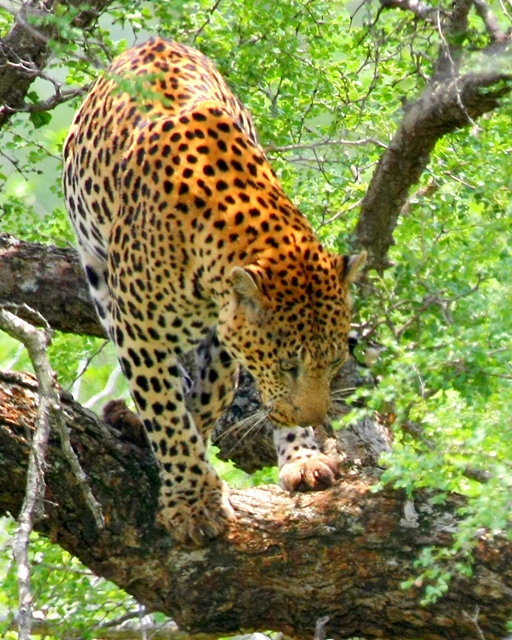 Leopard in tree, Umfolozi Game reserve, Zululand, SA
